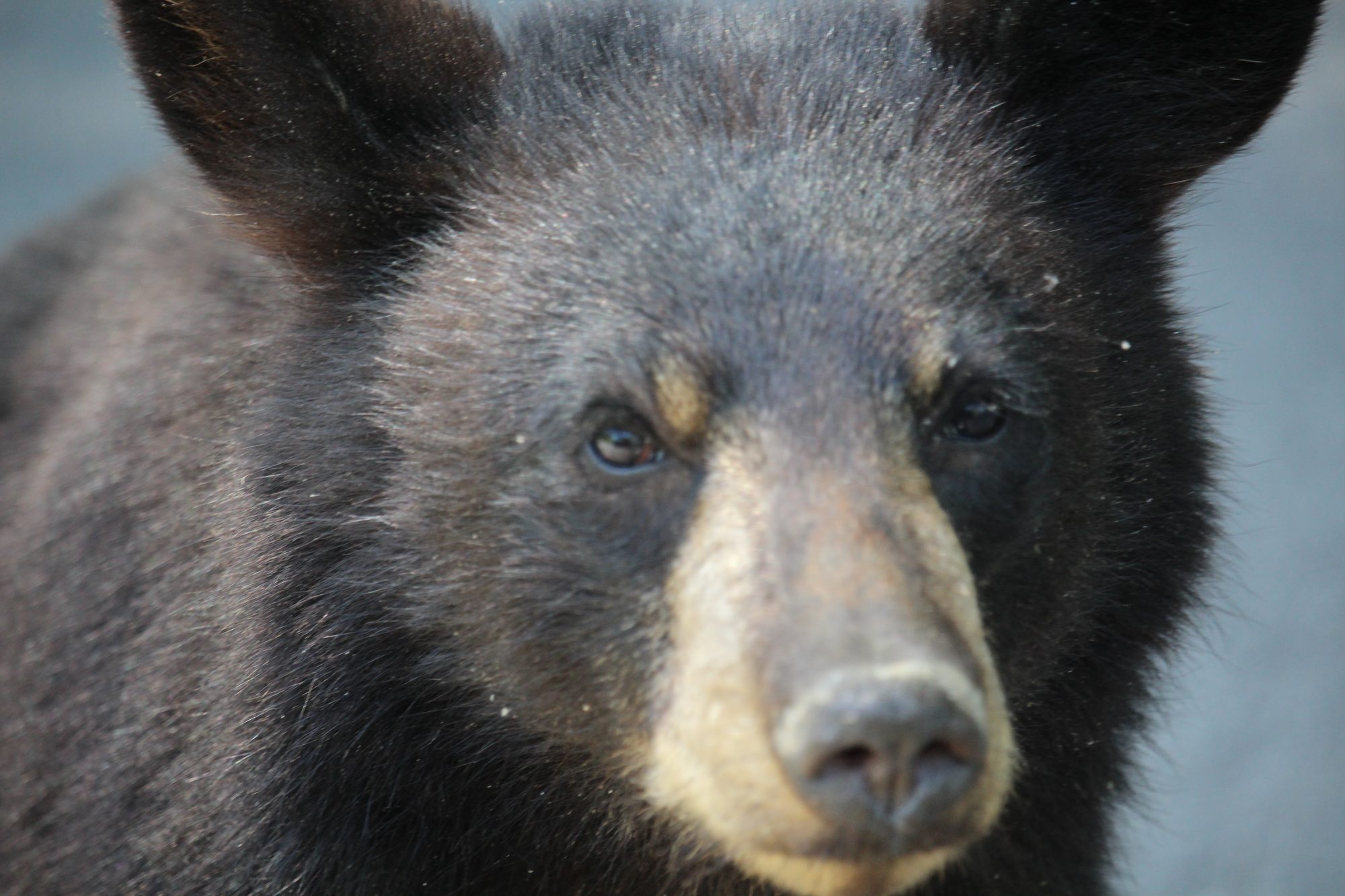 A black bear in the Appalachian mountains