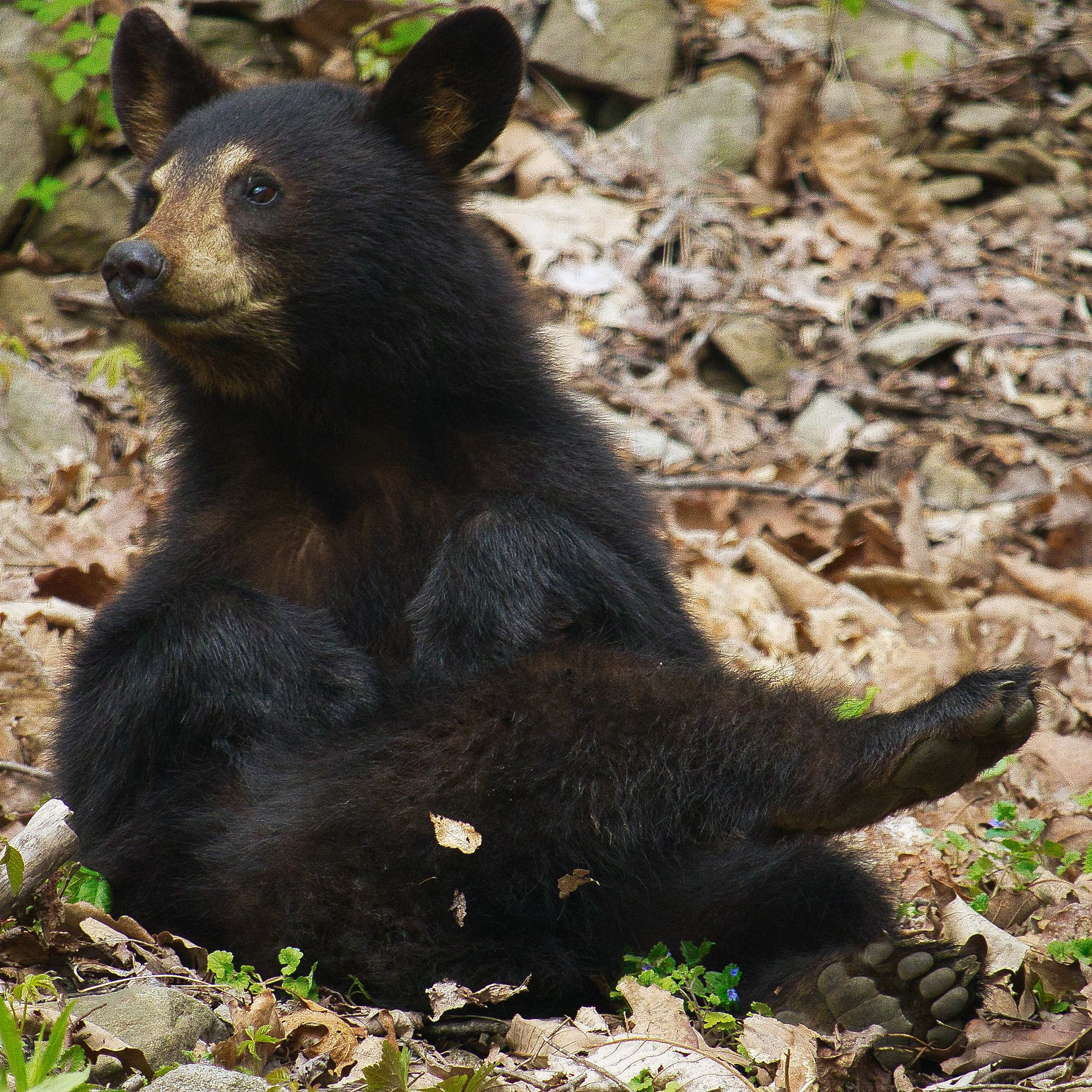 A black bear cub among fallen leaves
