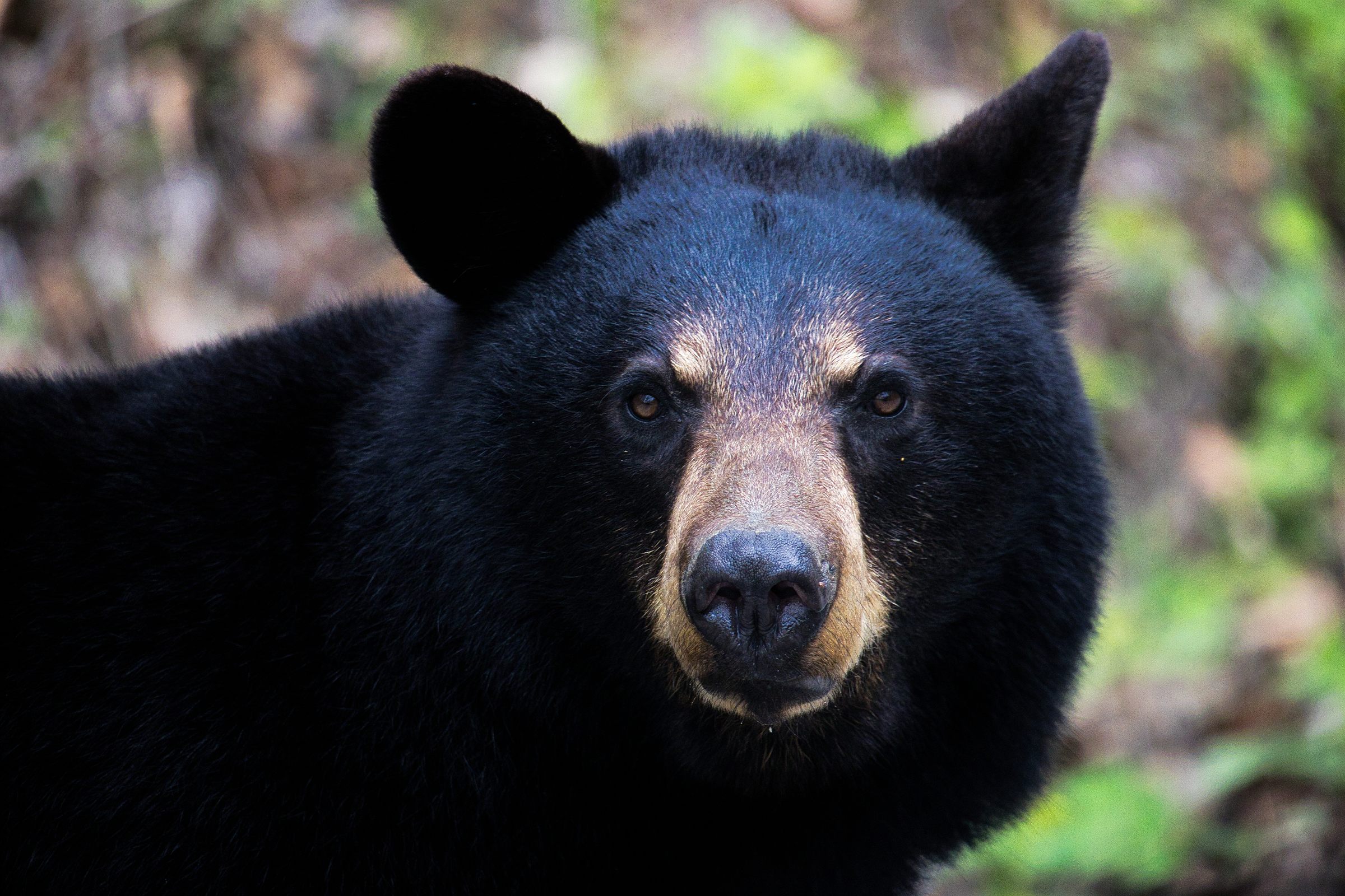 A black bear looking toward the camera in the Appalachian forest