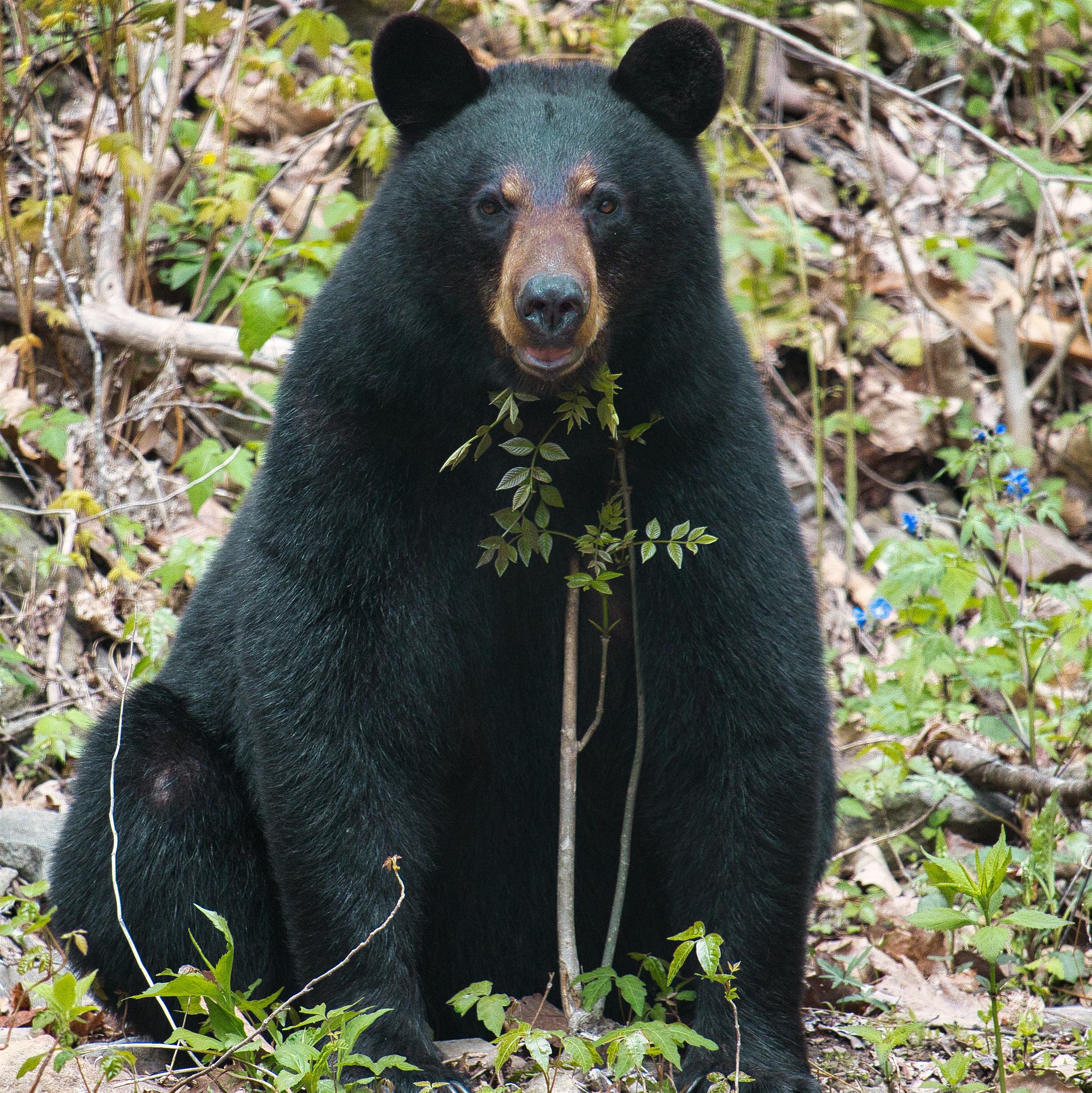 A black bear in the forest