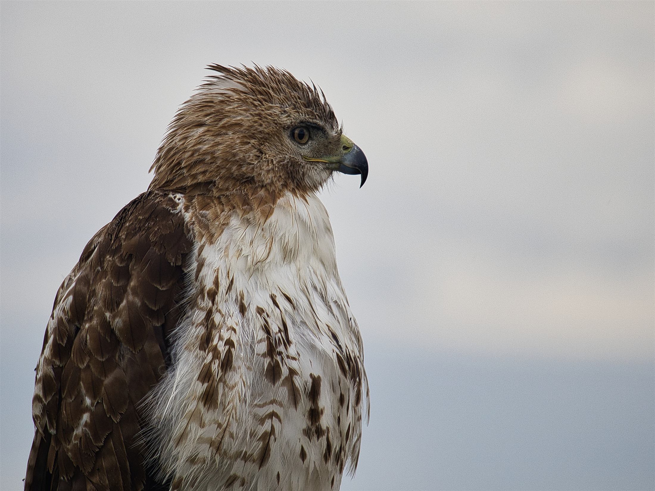 A hawk in profile