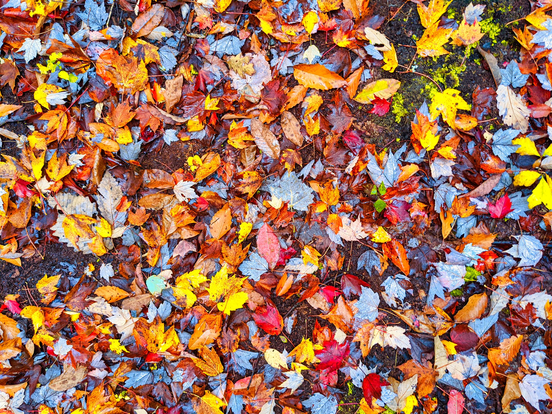 Fallen autumn leaves covering the forest floor