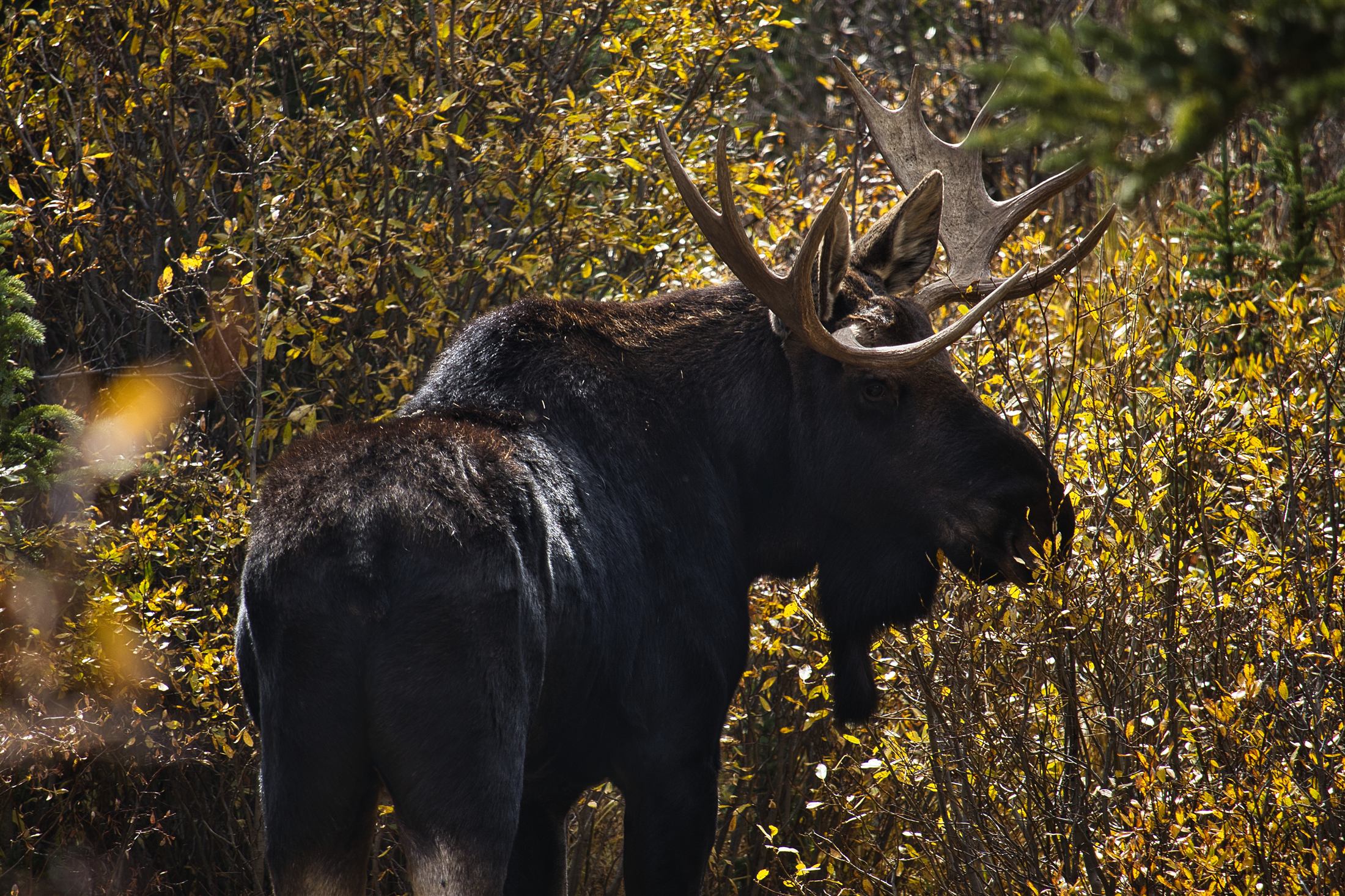 A moose in autumn foliage