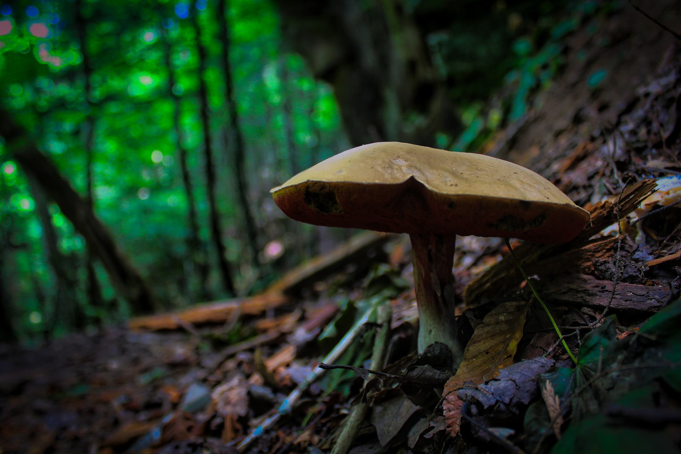 A mushroom growing on a forest floor
